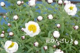 花かんざし１256.jpg